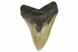 Serrated, Fossil Megalodon Tooth - Huge NC Meg #298790-1